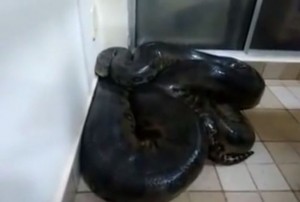 Côte d'Ivoire: Insolite ou Sorcellerie, un serpent tue un instituteur à  Aboisso