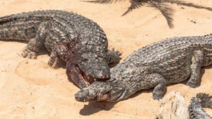 Ouganda: Faute de moyens, un  adolescent  mordu par un crocodile retenu dans un hôpital