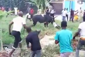 Côte d'Ivoire: Le bœuf de la Tabaski d'Angré qui ne voulait pas mourir