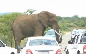 Libéria:  Des  éléphants sèment la terreur dans une ville