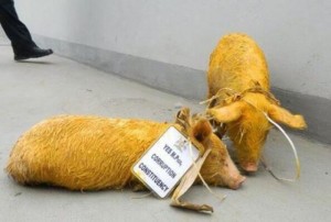 Ouganda:  Des cochons là¢chés devant l'assemblée nationale