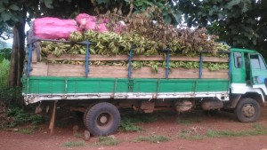 Côte d'Ivoire: Des camions chargés de bananes bloqués depuis 3 jours à  la frontière ivoiro-Guinéenne