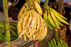 Côte d'Ivoire: Rare quand la pluie manque, la production annuelle de la banane plantain estimée à  1,7 million de tonnes
