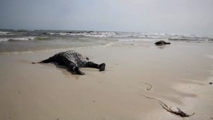 Libye: 16 cadavres de migrants retrouvés sur une plage dans l' Ouest