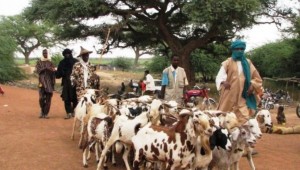 Niger:  18 morts et 43 blessés dans une bagarre entre agriculteurs et éleveurs