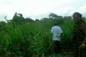Côte d'Ivoire: Tellement de broussaille qu'on ne retrouve plus les tombes de ses parents