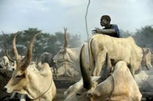 Nigeria: 36 personnes abattues  par des voleurs de bétails présumés dans le nord