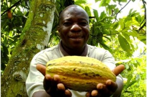 Côte d'Ivoire: Le Conseil Café-Cacao suspend la vente de l'or brun sur le marché international