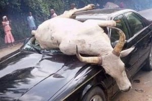 Nigeria: Une vache en course, «atterrit» dans une voiture à  Aba