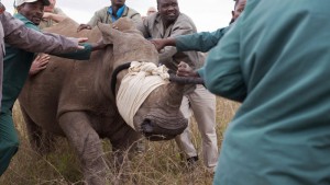 Afrique du Sud:  Un chinois arrêté avec 43 cornes de rhinocéros à  l'aéroport