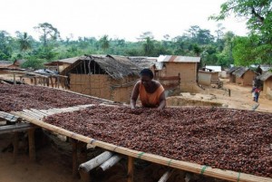 Côte d'Ivoire: Café-Cacao, une douzaine de licences accordées à  de nouvelles structures