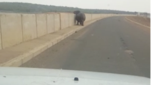 Afrique du Sud:  Un hippopotame s'attaque à  un  4x4 près d'un parc