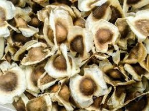 Koacinaute: graines de moringa: 10 avantages pour la santé