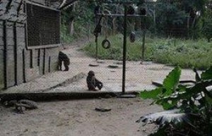 Cameroun: Des armes et des munitions saisies entre des mains des braconniers dans la Boumba-et-Ngoko