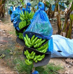 Côte d'Ivoire: Le Gouvernement doute de la fiabilité des agro-business et appelle les populations à  la vigilance