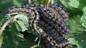 Zambie: L'armée de l'air sollicitée pour stopper une invasion de chenilles
