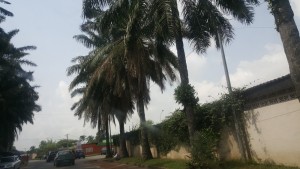 Côte d'Ivoire: Cocody, un sexagénaire tombe d'un cocotier et se tue