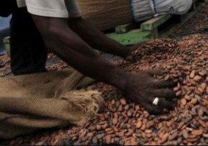 Côte d'Ivoire: Blocage des achats bord champ depuis novembre, inquiétude des producteurs de Cacao