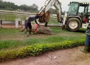 Côte d'Ivoire: Yamoussoukro, un caïman du « Vieux » retrouvé mort dans le lac