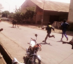 Côte d'Ivoire:  Bouaké, un bœuf sème la  panique en pleine ville