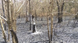 Burkina Faso: Une forêt classée ravagée par un incendie à  Bobo Dioulasso