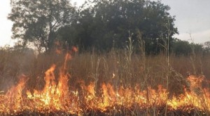 Côte d'Ivoire: Les feux de brousse ont fait 17 morts et perdre 204 milliards de FCFA en 2016