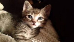 Côte d'Ivoire: Abengourou, quand le chat volé et mangé conduit un élève dans  la tombe