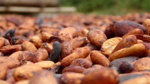 Côte d'Ivoire: Commercialisation du Cacao, le Gouvernement annonce une déclaration dans les prochaines heures en vue de rassurer les producteurs