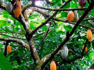 Côte d'Ivoire: Filière cacao, les raisons de l'arrestation de l'acheteur de produits Ali Darwiche