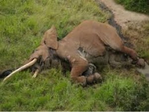Kenya:  L'un des plus vieux éléphants du pays  a été tué