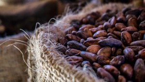Côte d'Ivoire: Après plusieurs semaines de mévente, le Gouvernement satisfait de l'écoulement du cacao et menace les acheteurs véreux