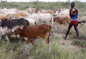 Kenya:  Des éleveurs s'affrontent dans le centre, 13 morts en deux jours