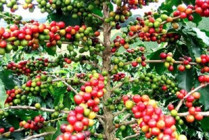 Côte d'Ivoire: Relance de la caféiculture, le CNRA met au point une variété de café qui produit à  partir de 12 mois
