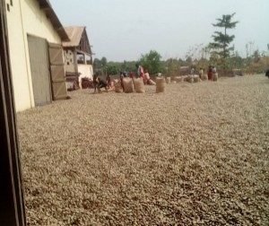 Côte d'Ivoire:  Kounahiri, la noix de cajou bloquée