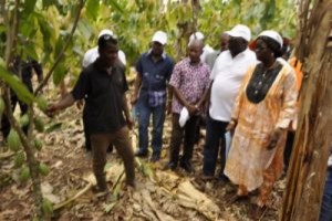 Côte d'Ivoire: Le Conseil café-cacao rassure les producteurs sur  leurs 60% du prix fixé à  Londres, et donne la principale  raison de la crise