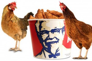 Côte d'Ivoire: Poulet local non conforme à  ses normes, KFC ne s'installe pas à  Abidjan
