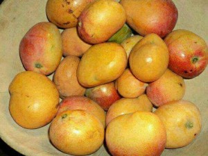 Côte d'Ivoire: Bientôt une usine de mangues séchées à  Korhogo