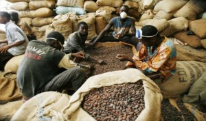 Côte d'Ivoire: Campagne intermédiaire du cacao, les acheteurs véreux seront poursuivis en justice, prévient le conseil