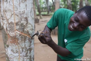 Côte d'Ivoire: Dividende de 3560Fcfa contre 1900 en 2016, quand SOGB gà¢te ses actionnaires