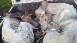 Côte d'Ivoire: Un cadre offre des bœufs  aux chrétiens et chefs de cantons