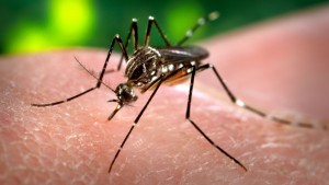 Côte d'Ivoire: Un cas de dengue de type 3 enregistré à  Abidjan, le Gouvernement annonce la démoustication des sites larvaires