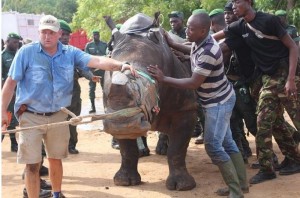 Côte d'Ivoire: Le rhinocéros qui semait la terreur au centre-est  transféré dans un parc sans ses cornes