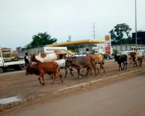 Côte d'Ivoire: Le lycée Moderne de Kani envahit par des troupeaux d'animaux