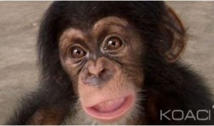 Côte d ‘Ivoire: Criminalité faunique, deux individus pris en possession d'un bébé chimpanzé et de perroquets condamnés