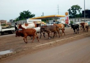 Côte d'Ivoire: Odienné, le conflit sur le parc à  bétail trouve enfin une issue