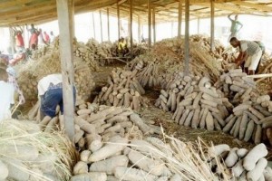 Nigeria: Des ignames certifiées à  exporter aux États-Unis et au Royaume-Uni