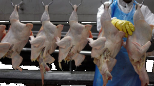 Namibie: Grippe aviaire, l'importation de volailles sud-africaines interdite