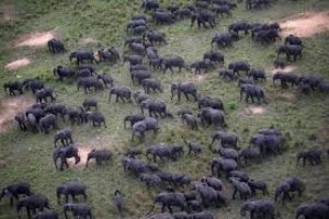 Côte d'Ivoire: l'UNESCO retire le parc national de la Comoé des sites en danger, à  la satisfaction de la ministre Anne Oulotto