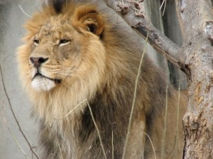 Zimbabwe:  Une fillette de 10 ans dévorée par un lion dans le sud- est