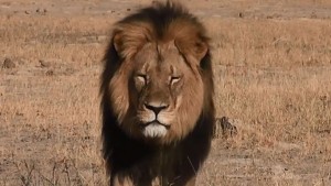 Zimbabwe: L'un des petits du célèbre lion Cecil abattu dans le parc Hwange